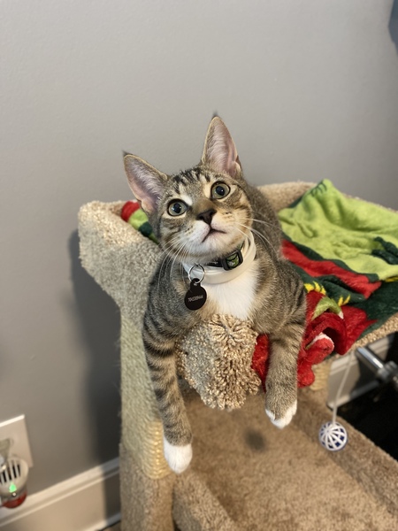 Entry image for Leonardo DiCatprio. Clicking this image will show a larger photo