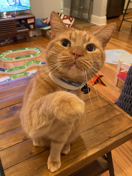 Entry image for Fitz. Clicking this image will show a larger photo