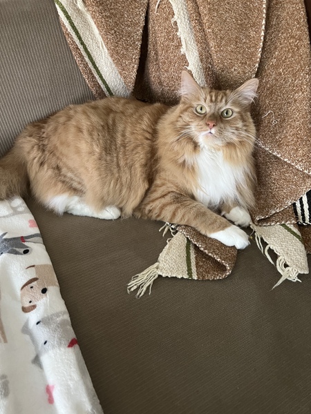 Entry image for Milo. Clicking this image will show a larger photo