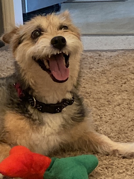 Entry image for Sadie. Clicking this image will show a larger photo