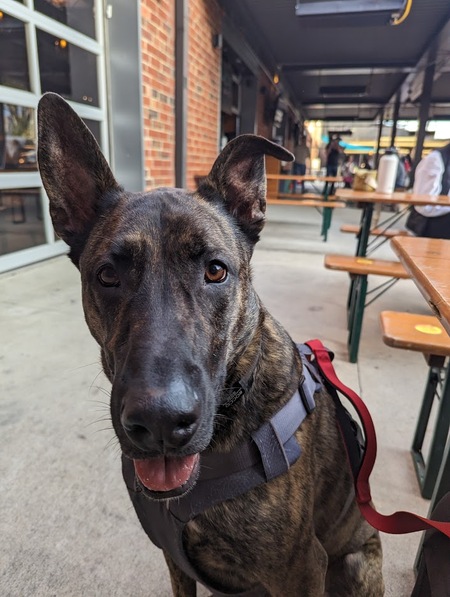 Entry image for Rocco. Clicking this image will show a larger photo