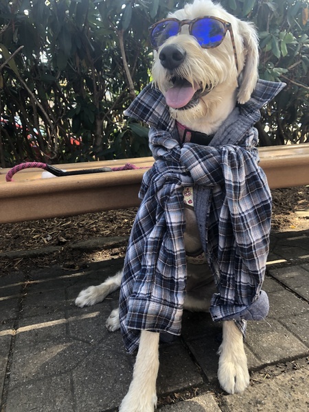 Entry image for Harley. Clicking this image will show a larger photo