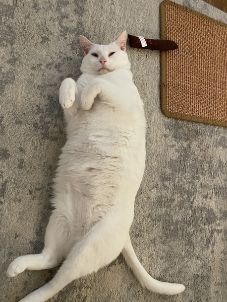 Entry image for Fangus Beef. Clicking this image will show a larger photo