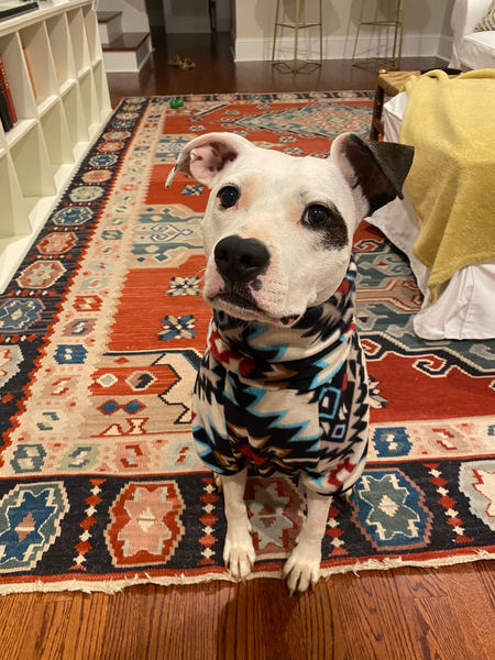 Entry image for Pixie. Clicking this image will show a larger photo