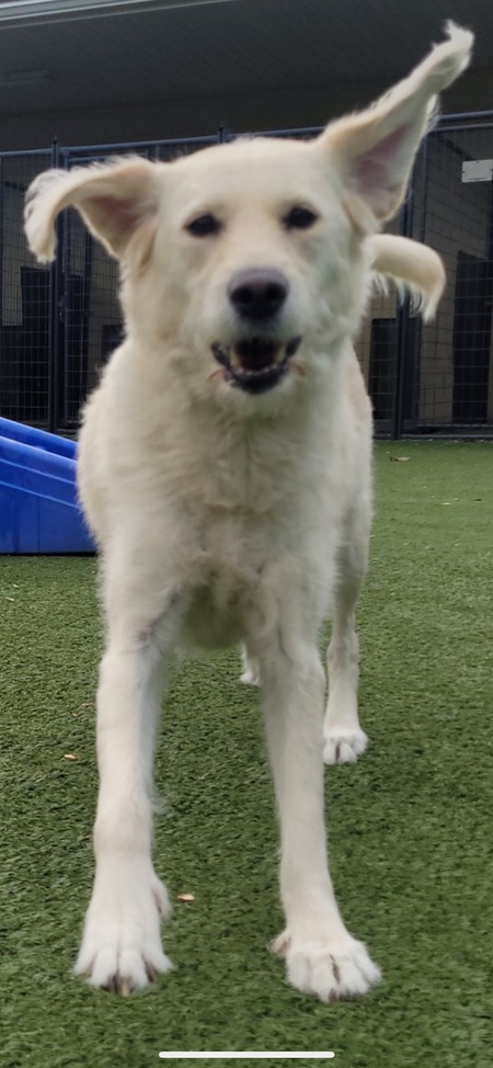 Entry image for Lulu. Clicking this image will show a larger photo