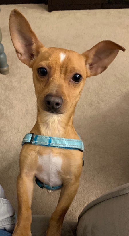 Entry image for Ziggy . Clicking this image will show a larger photo