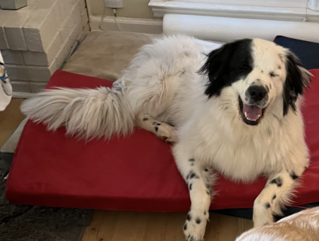 Entry image for Louie. Clicking this image will show a larger photo