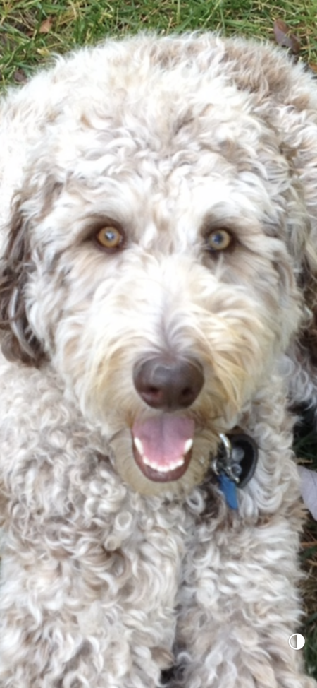 Entry image for Charlie . Clicking this image will show a larger photo