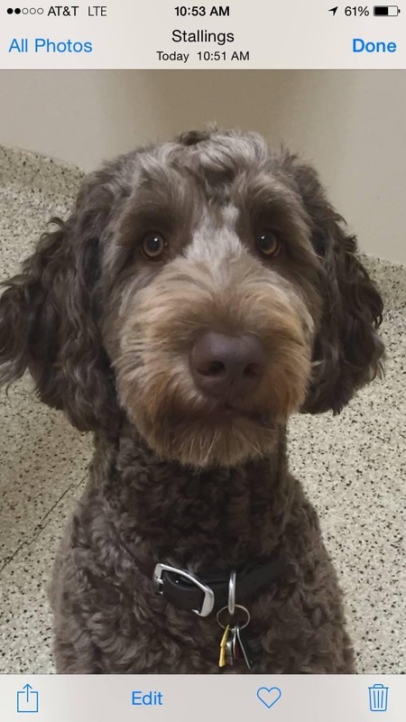 Entry image for Duncan. Clicking this image will show a larger photo