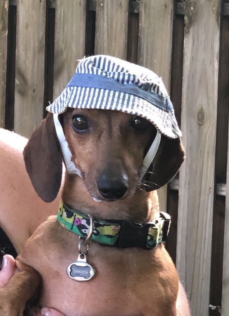 Entry image for Dragon . Clicking this image will show a larger photo