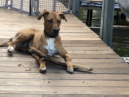 Entry image for Ace . Clicking this image will show a larger photo