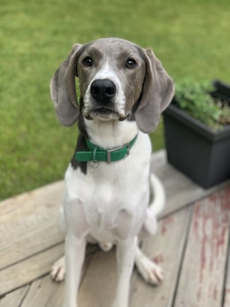 Entry image for Henry. Clicking this image will show a larger photo