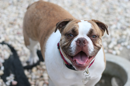 Entry image for Kiwi. Clicking this image will show a larger photo