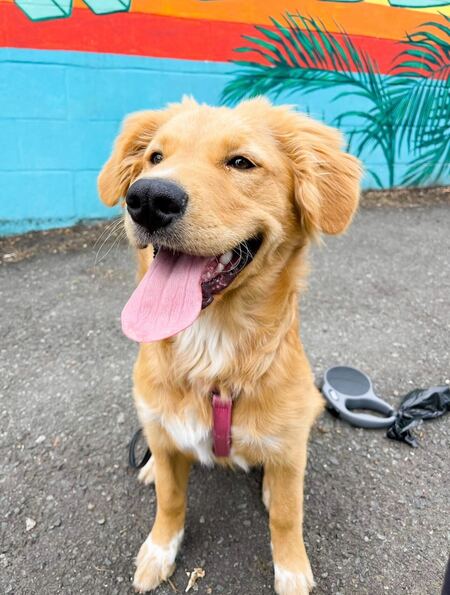 Entry image for Goldie. Clicking this image will show a larger photo