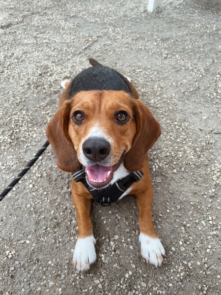 Entry image for Stetson. Clicking this image will show a larger photo