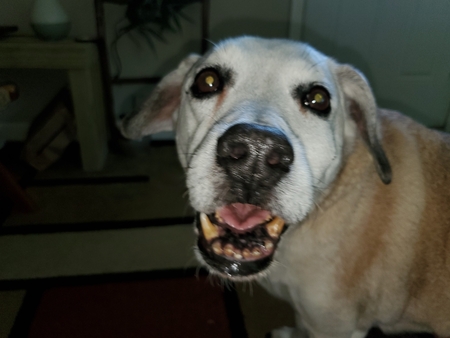 Entry image for MURPHY. Clicking this image will show a larger photo