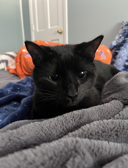 Entry image for Kobe. Clicking this image will show a larger photo