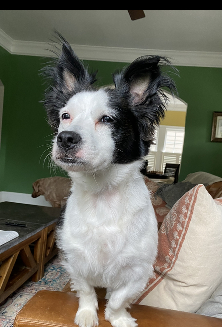 Lola 