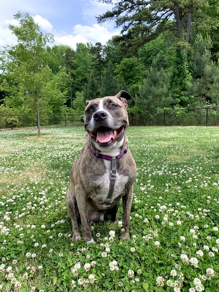 Entry image for Selena. Clicking this image will show a larger photo