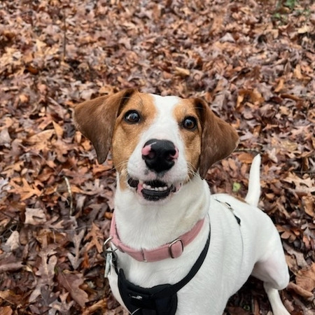 Entry image for Penny . Clicking this image will show a larger photo