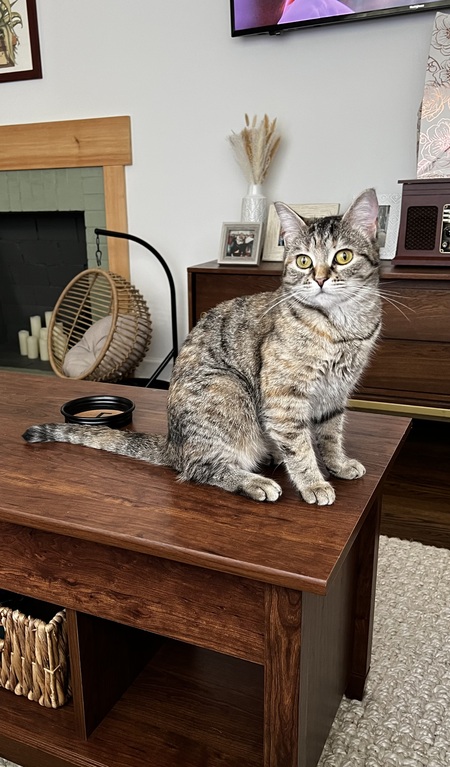 Entry image for Frankie. Clicking this image will show a larger photo