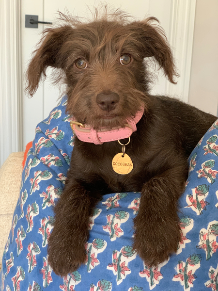 Entry image for Cocobean. Clicking this image will show a larger photo