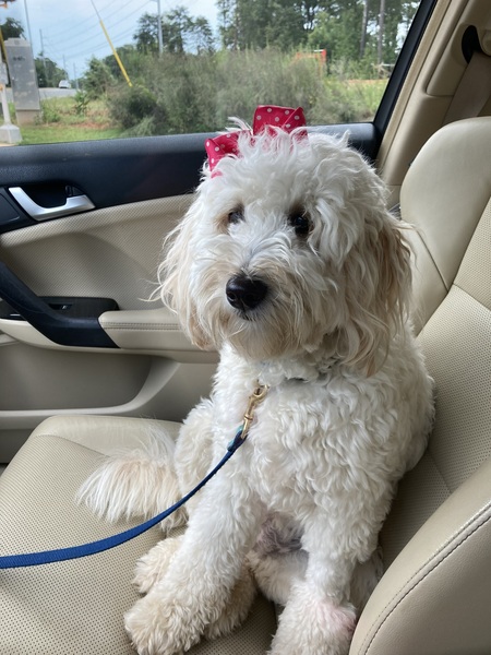 Entry image for Daisy. Clicking this image will show a larger photo