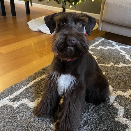 Entry image for Beau. Clicking this image will show a larger photo