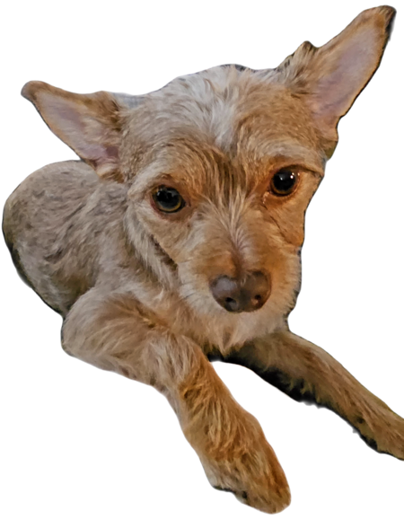 Entry image for Shayna. Clicking this image will show a larger photo