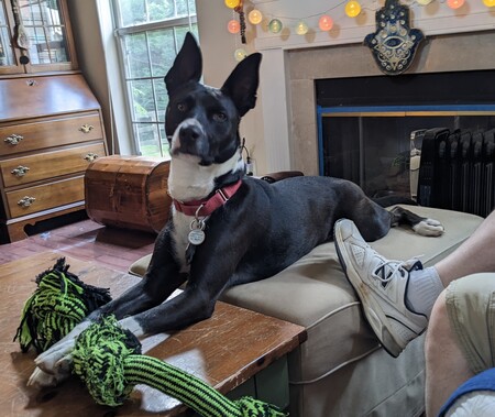 Entry image for Bonnie. Clicking this image will show a larger photo