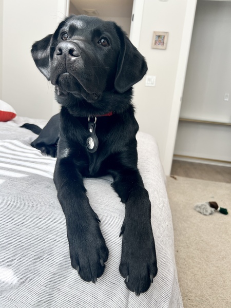 Entry image for Cosmo. Clicking this image will show a larger photo