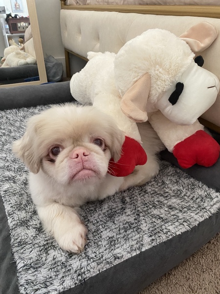 Entry image for Cocoa. Clicking this image will show a larger photo