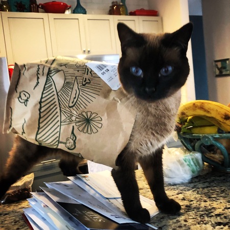 Entry image for Grace Kitty. Clicking this image will show a larger photo