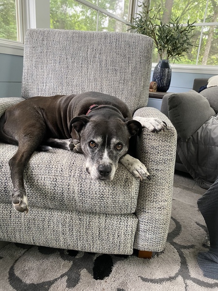 Entry image for Lilly. Clicking this image will show a larger photo