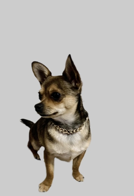 Entry image for Louie. Clicking this image will show a larger photo