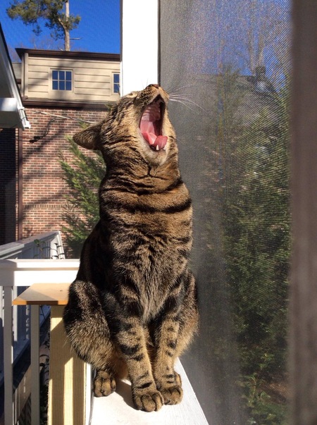 Entry image for Tigger. Clicking this image will show a larger photo