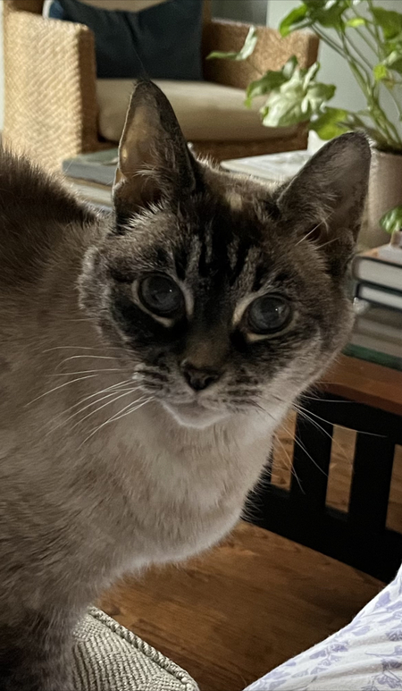 Entry image for Misty. Clicking this image will show a larger photo