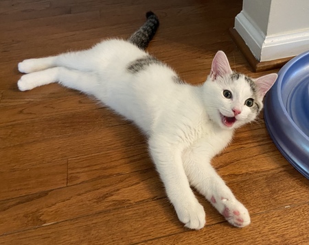 Entry image for Leo. Clicking this image will show a larger photo