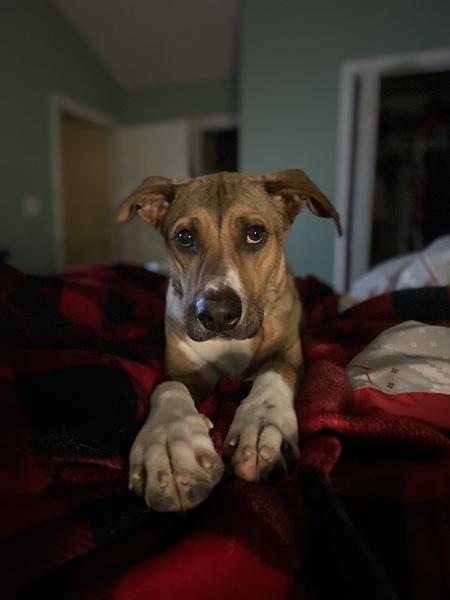 Entry image for Finn. Clicking this image will show a larger photo