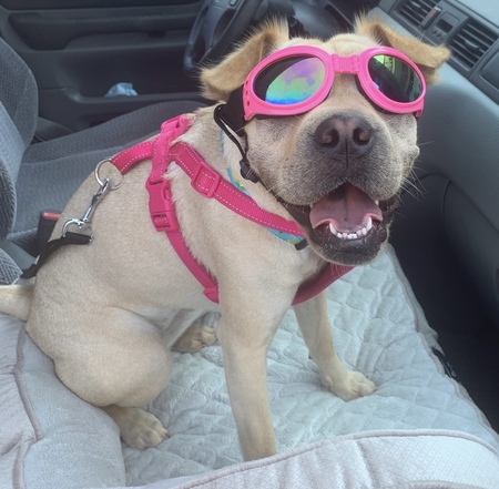 Entry image for Nugget. Clicking this image will show a larger photo