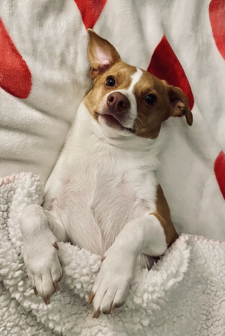 Entry image for Peanut. Clicking this image will show a larger photo