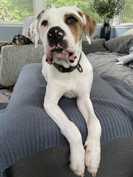 Entry image for Remy. Clicking this image will show a larger photo