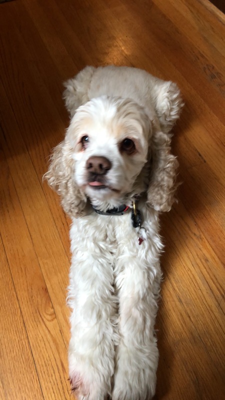 Entry image for Sadie. Clicking this image will show a larger photo