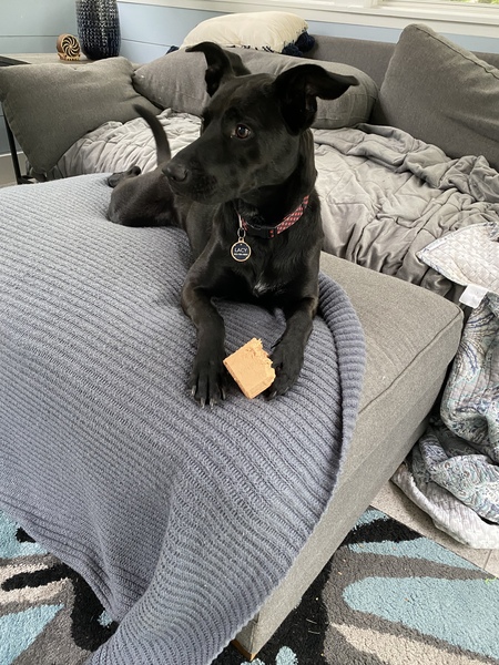 Entry image for Lacy. Clicking this image will show a larger photo