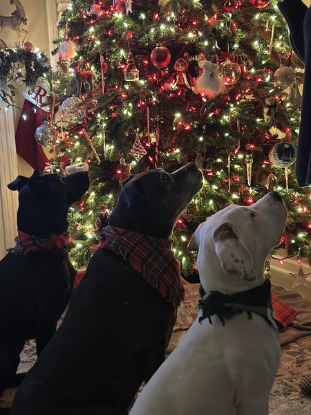 Entry image for Lacy,Lilly,Remy. Clicking this image will show a larger photo