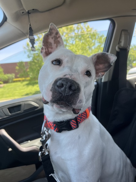 Entry image for Mango. Clicking this image will show a larger photo