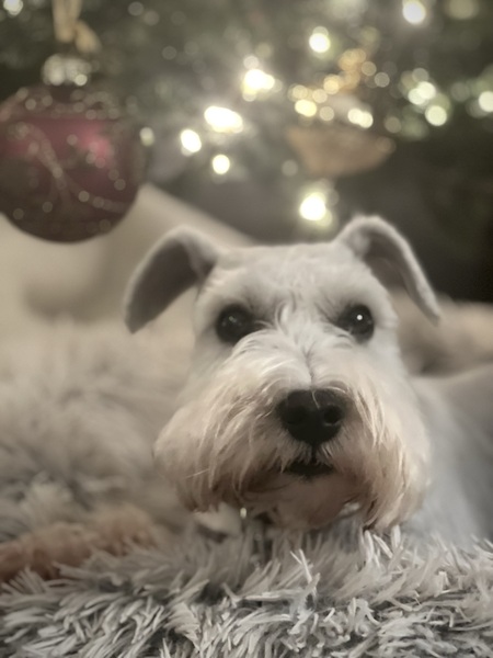 Entry image for Scout. Clicking this image will show a larger photo