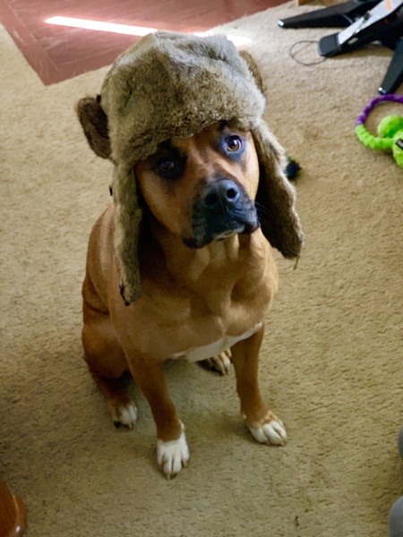 Entry image for Chewy. Clicking this image will show a larger photo