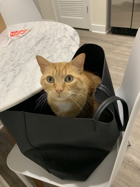 Entry image for Presley. Clicking this image will show a larger photo