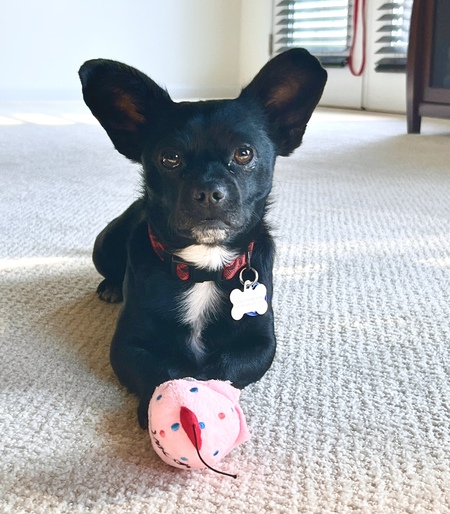 Entry image for Mac. Clicking this image will show a larger photo